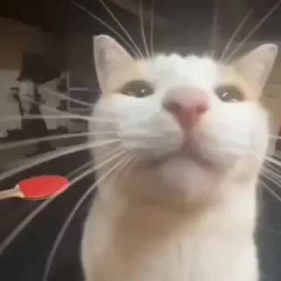cat of the day 14 (VERY SAD)
