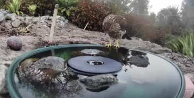 Variety of wild animals visiting water fountain