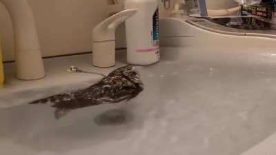 sICk aNiMAl aBusER pUtS bABy oWL iN sOus viDE.