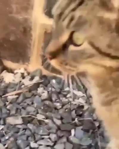 Hiding from the cat