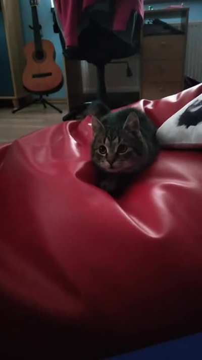 Tried making a video of my cat being cute