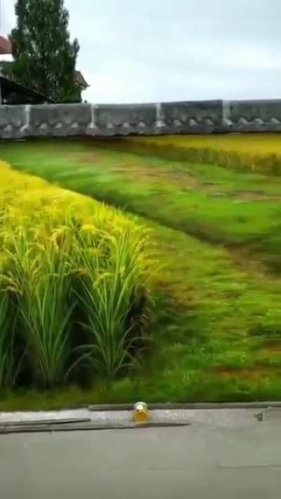 Field of dreams