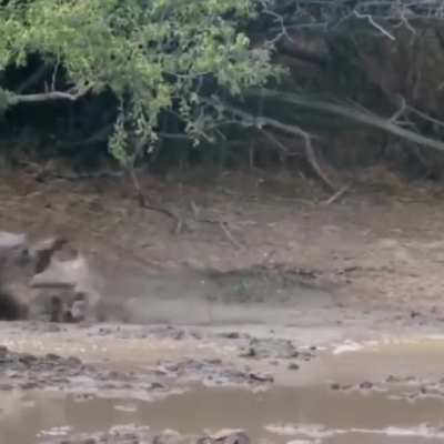 Lioness suffers venomous bite from a black mamba