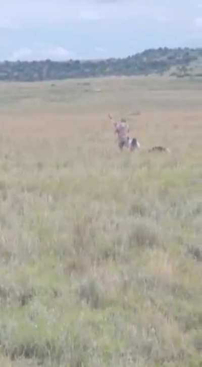 Trying to intimidate an ostrich