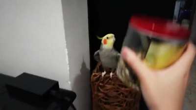 Um vídeo fofo pra limpar esse feed seu 🤠👍