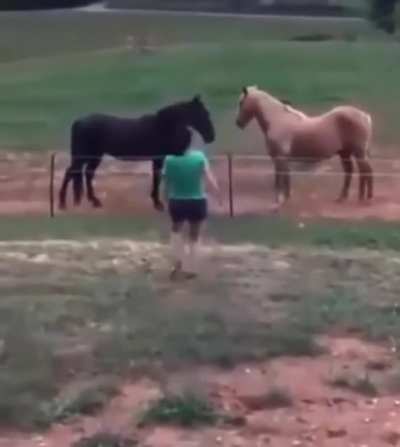 Oh horses