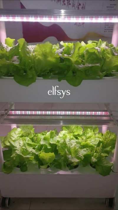 Lettuce Timelapse Week 4 Vegetative Stage. Time to Harvest!