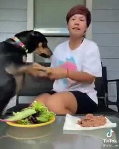 Cachorro vegano