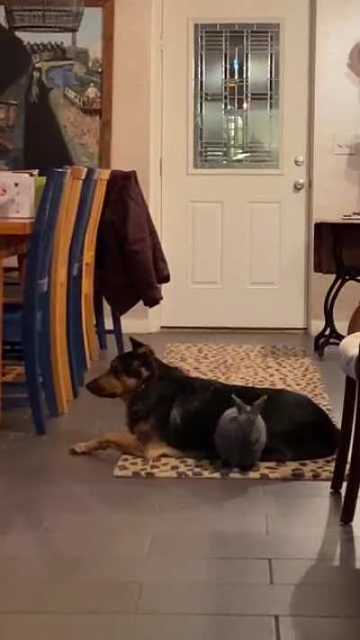 Everyone panicked when we told them we were adopting a rabbit because of our dogs… we knew better.