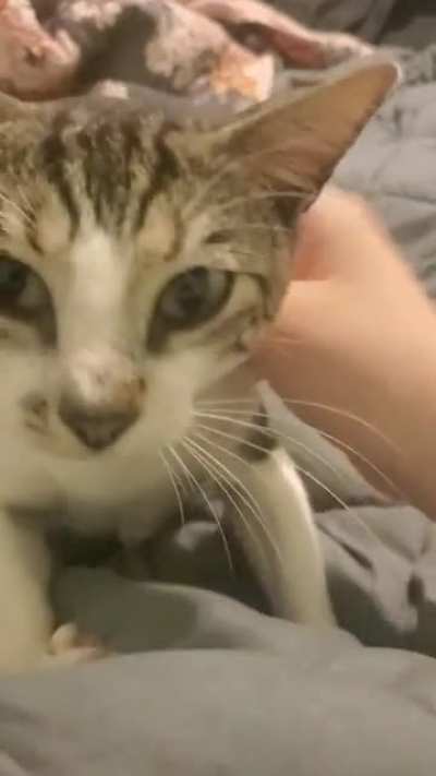 About a month ago he was a stray hiding on my balcony, now he's up to date on shots and fixed and very very happy.