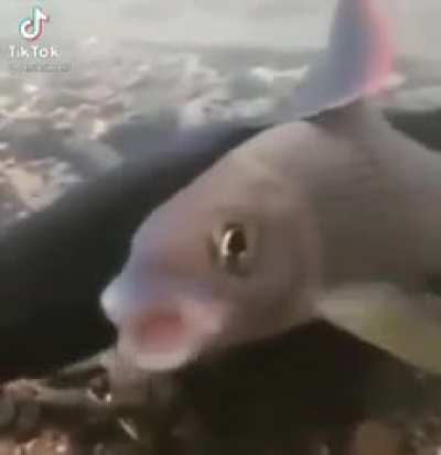 Finsh fard