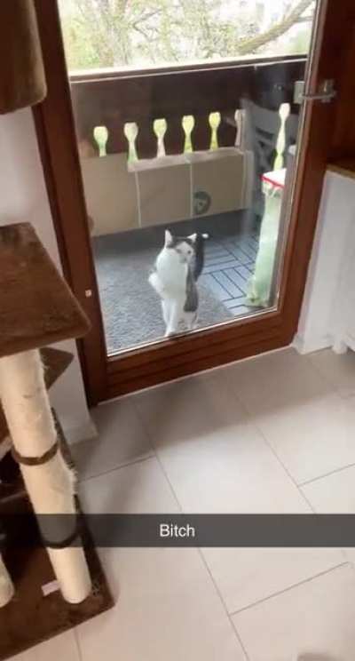 my cat does the same as well