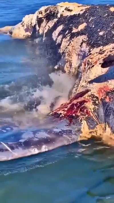 Probably the happiest a great white shark can be, chomping away at a lovely humpback carcass. You can almost feel the power in its jaws