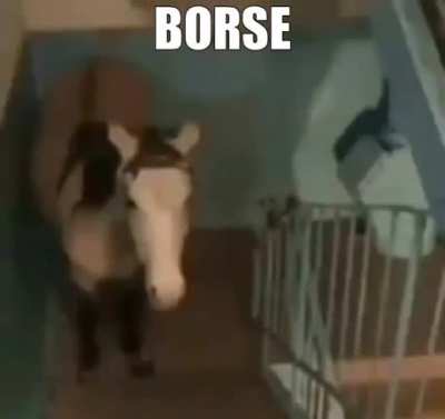 Bor