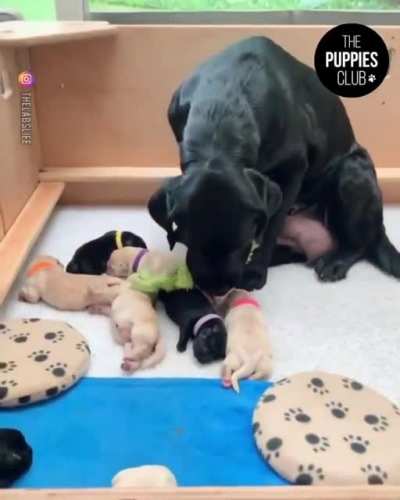 Toy for her babies