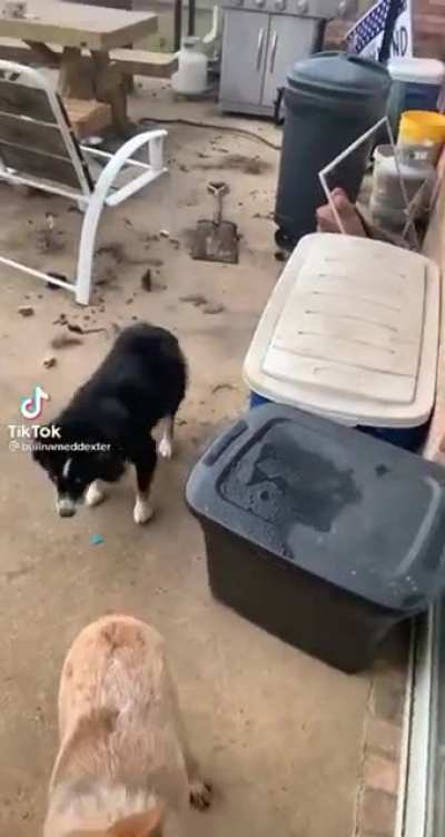 Dog