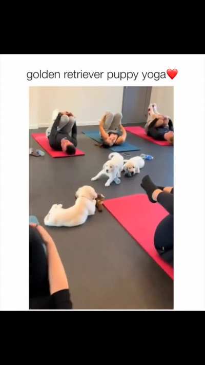 Golden retriever gang hijacking yoga class