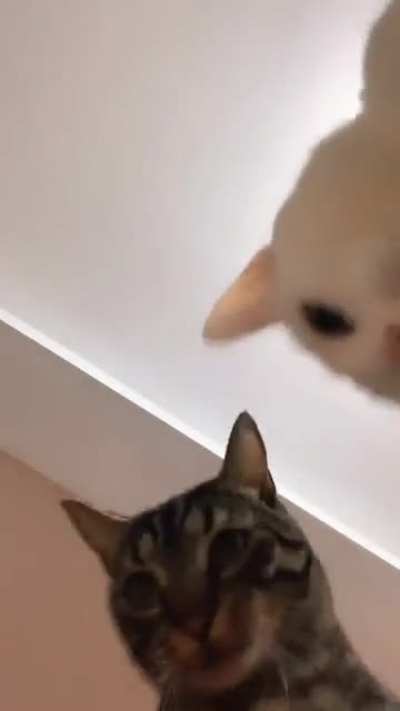 Biraz catsdans iyi gelir.