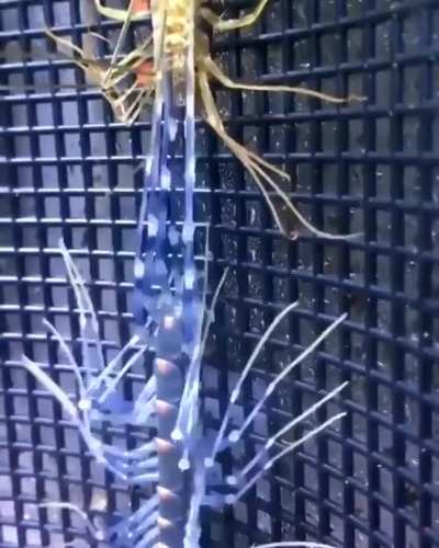 If I see this in my house I’m getting a gas can and a lighter.