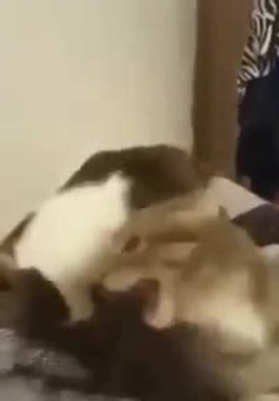 Gordon catman