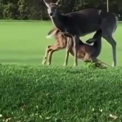 deer