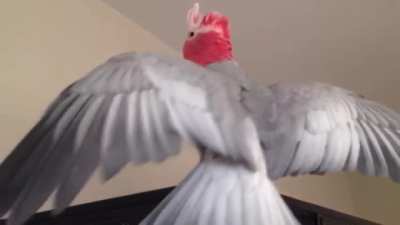 Wee