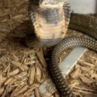 Here’s Jafar super deep in shed, he comes up to see what is going on and gives a big huff before realizing it’s just me and then going back to minding his own business. O. Hannah/king cobras are extremely visual snakes so when in shed their senses are