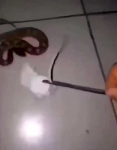 White mouse 