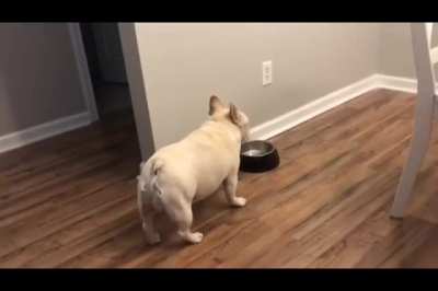 Perfectly Cut Pug