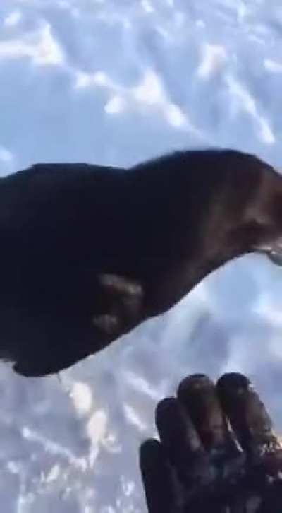 Birds aren’t real