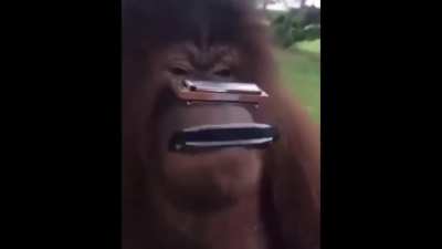 Pedo Monke (Jojo reference, funny and oringinal!!)