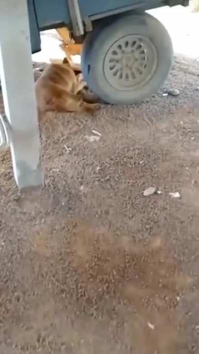 what a cute doggo