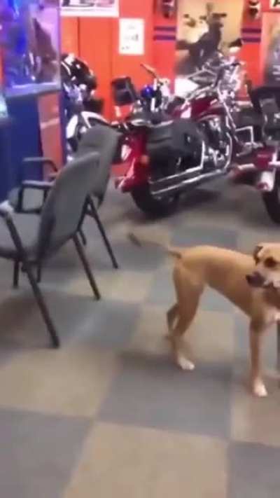 Friendly neighbourhood canine
