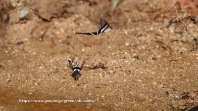 fairies flying
