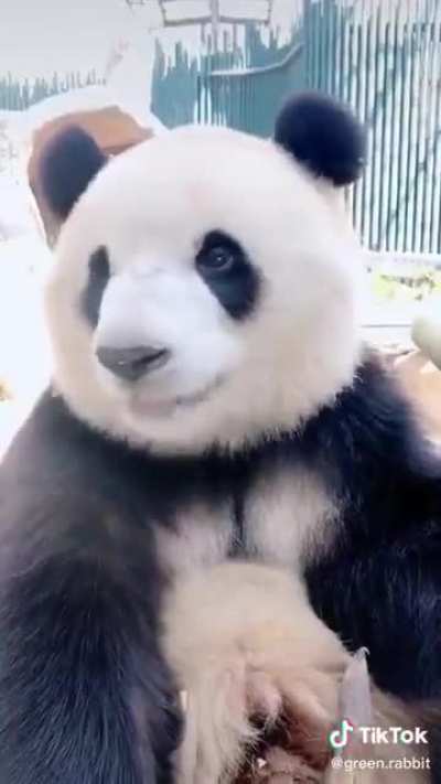 Relax for a minute and watch this panda munching on bamboo