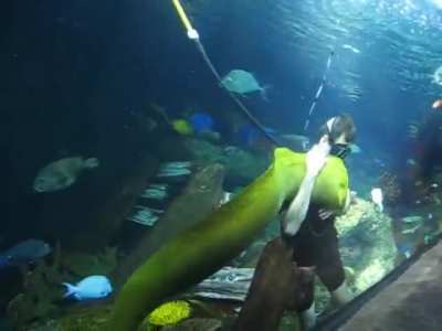 If it swims in the Sea and cuddles you like a Puppy, that's a Moray!