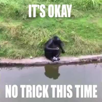 Trick monke