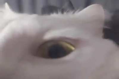 Gato