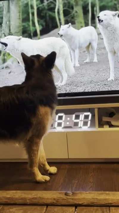 Patrick and wolves
