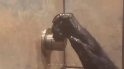 Chimpanzees Taking a Shower - Myrtle Beach Safari