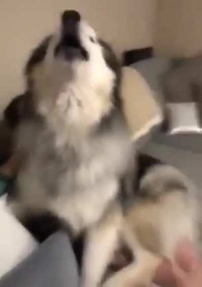 Thats a big dog…