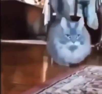 look at this cat