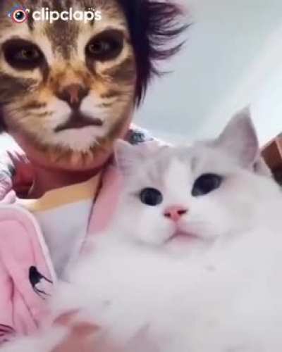 Cat Really Superr 2020