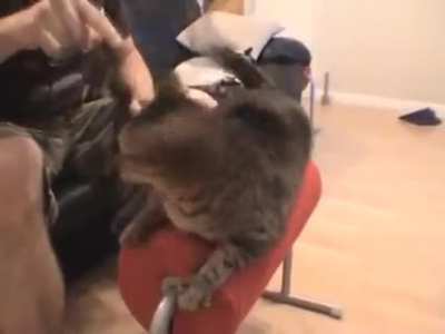 sIcK mAn SlApS a CaT tO fUcKiNg DeAtH