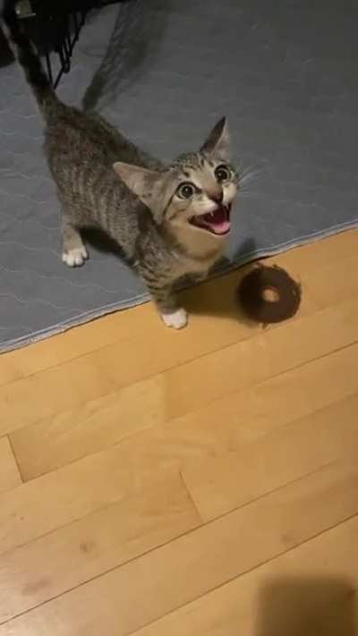 My feral kitten knows what he wants