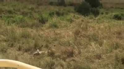 Mother Zebra Fights a Lioness to protect Her Foal
