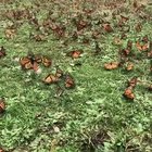 🔥 Monarch Butterfly Migration
