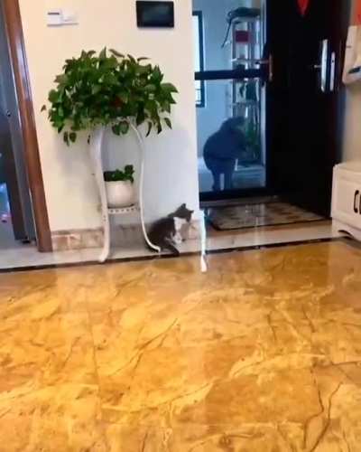 To scare the dog