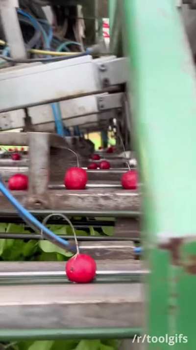 Harvesting and bunching radishes