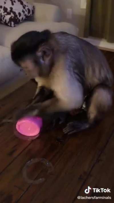 Monkey chooses what ‘e wants from the bag